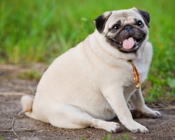 5 Vital Warning Signs That’ll Help Determine Whether a Dog is Overweight