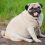 5 Vital Warning Signs That’ll Help Determine Whether a Dog is Overweight