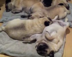 (Video) This Pile of Pugs Are Living the Good Life – And We’re Super Jealous!