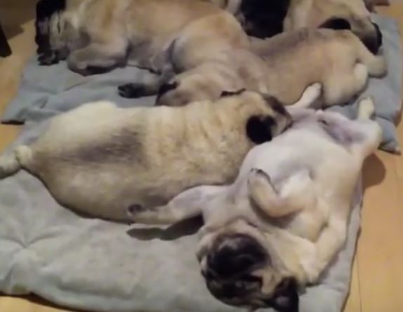 pile of pugs