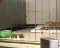 (Video) Shelter Dog Was too Depressed to Move — Until a Special Stranger Showed Up