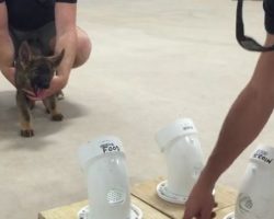 (Video) This Police Puppy in Training is so Cute it Hurts