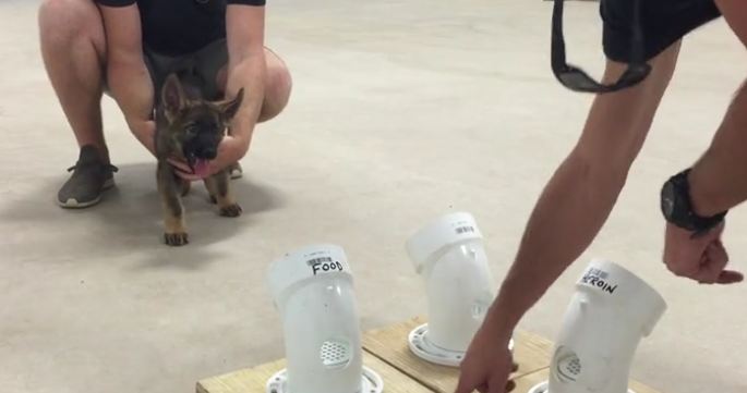 police-dog-in-training