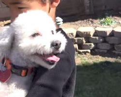 (Video) This Homeless Dog Almost Gave Up, Until He Met a Little Boy Who Changed His Life