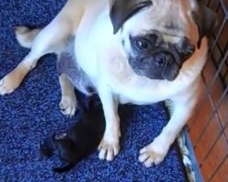 (Video) Watch This Sweet Mommy Pug Deliver Her Pug Puppies – What a Beautiful Miracle of Life!