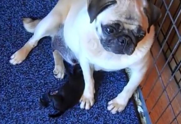 pug-and-pup
