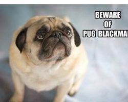 10 Dog Memes That Are SO Funny We’re ROFL!