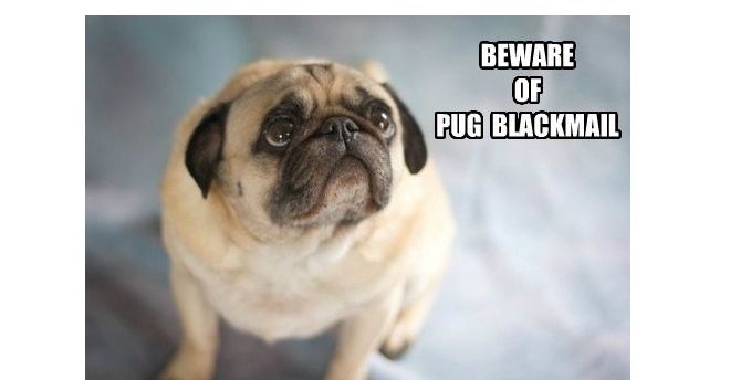 pug-blackmail