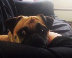 (Video) Pug Pretends to be Asleep But Then Mom Says THIS Magic Word