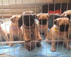 (Video) It’s Impossible for These Adorable Pug Puppies NOT to Make Anyone’s Day