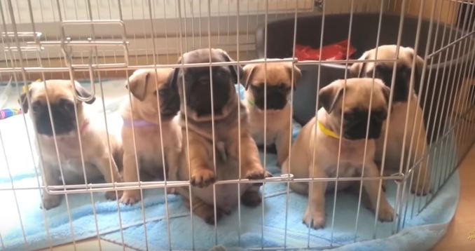 pug-puppies-in-crate