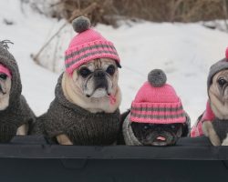 (Video) Adorable Pugs Are Going for a Sledding Party. What They Do? Can’t Stop Laughing!