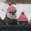 (Video) Adorable Pugs Are Going for a Sledding Party. What They Do? Can’t Stop Laughing!
