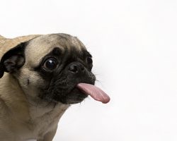 4 Signs a Dog Has an Owner Trained… And Not the Other Way Around!