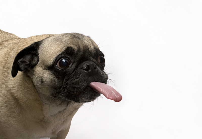 pug-sticking-out-tongue