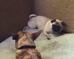 (Video) Spoiled Rotten Pug Throws a Huge Temper Tantrum. Now Prepared to be Shocked When Discovering Why!