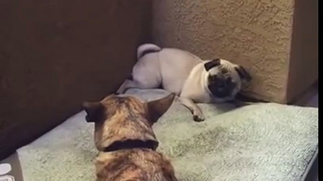 pug-temper-tantrum-over-bone