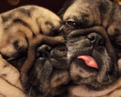 (Video) These Cuddling “Bonded Pair” Pugs Will Make Anyone Smile, Guaranteed!