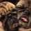 (Video) These Cuddling “Bonded Pair” Pugs Will Make Anyone Smile, Guaranteed!