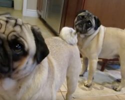 (Video) These Pugs Have a Visitor. How They Respond When They Find Out it’s Their Favorite Aunt? Aww!