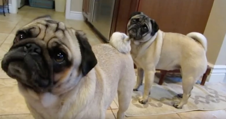 pugs max and minnie