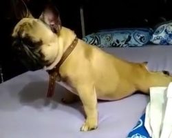 (Video) This Doggy Knows What it Takes to be Healthy, So He Does a Few “Push Ups” on His Owner’s Bed!