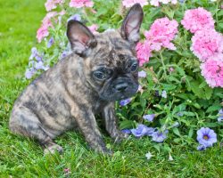10 Signs a Dog is in Pain and is Unintentionally Hiding it From Their Owner