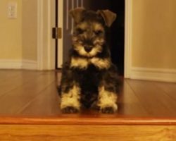 (Video) Watch as a Miniature Schnauzer Puppy Shows the Stairs Who’s Boss