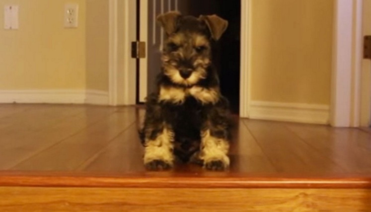 schnauzer-puppy