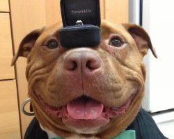 Rescued Pit Bull’s Huge Smile is Utterly Contagious