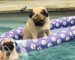 (Video) Pug Puppy’s Very First Swim Lesson is Priceless