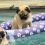 (Video) Pug Puppy’s Very First Swim Lesson is Priceless