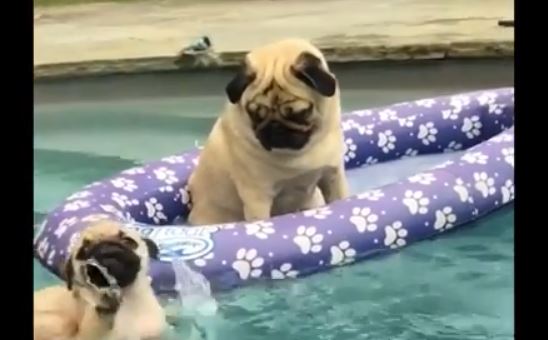 swimming and floating pug