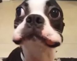 (Video) Psst… This Boston Terrier Has a Secret. Watch How He Hilariously Struggles to Keep It!