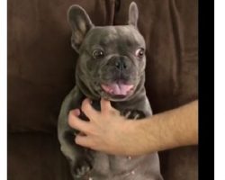 (Video) This Doggy Loves to be Tickled. Watch How the Tickle Monster Works Her Magic! LOL!