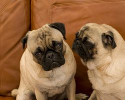 6 Common Pug Genetic Issues That Owners Should Know About