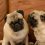 6 Common Pug Genetic Issues That Owners Should Know About