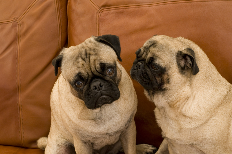 two pugs