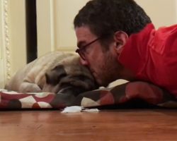 (Video) This Family’s Pug is Blind, so They Have a Unique Way of Waking Him Up…