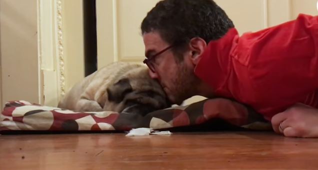 waking up pug with kisses