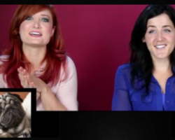 (Video) Owners Are Shocked When They Discover What Their Doggy’s Breed Says About Them!