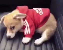 (Video) This Tiny Corgi in a Sweatshirt Attempting to Dig a Hole in the Seat is SO Precious