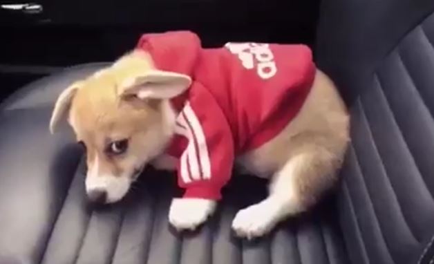Cute Corgi Pup