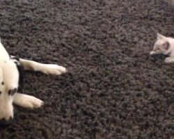 (Video) Watch How a Determined Kitten Tries to Get a Dalmatian’s Attention. Priceless!