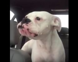 (Video) He Has His Pup Leave the Dog Park Early, Now Listen to the Way She Howls Back at Him