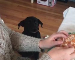 (Video) Dog Patiently Waiting for Her Favorite Toy to be Fixed is Most Adorable Thing EVER