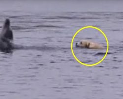 Watch: Dog and Dolphin Become BFF’s and Their Story Tugs at Heartstrings