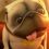 (Video) See Why This Short Film About a Pug and a Cleaning Robot Has Us Smiling From Ear to Ear