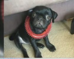 Pug Stolen in Olympic Park Mugging in Australia.