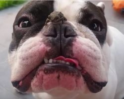 (Video) A Tiny Frog Crawls on a Dog’s Face. His Reaction? Too Perfect for Words.